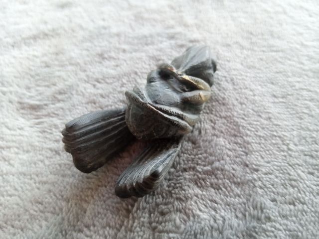 แมลงภู่คำ (เขาแกะ) รูปที่ 14