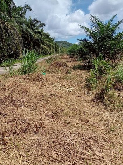ขายที่ดินพร้อมสวนปาล์ม ทำเลทอง 26 ไร่ 97.1 ตรว อ.เมืองพังงา หลังการยางแห่งประเทศไทย จ.พังงา