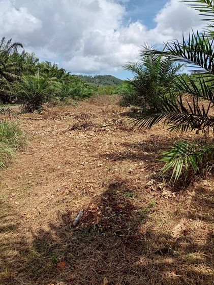 ขายที่ดินพร้อมสวนปาล์ม ทำเลทอง 26 ไร่ 97.1 ตรว อ.เมืองพังงา หลังการยางแห่งประเทศไทย จ.พังงา รูปที่ 2
