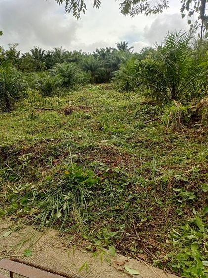 ขายที่ดินพร้อมสวนปาล์ม ทำเลทอง 26 ไร่ 97.1 ตรว อ.เมืองพังงา หลังการยางแห่งประเทศไทย จ.พังงา รูปที่ 3