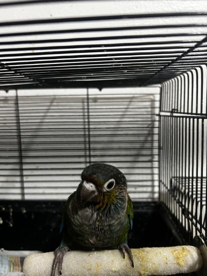 คิมสันคอนัวร์ รูปที่ 3