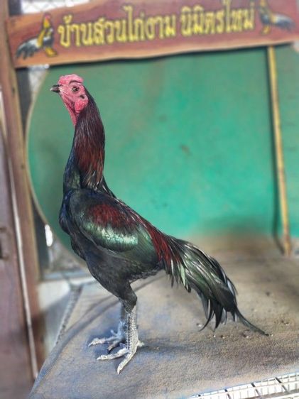 ไก่เชิงสายสามเอี่ยว รูปที่ 3