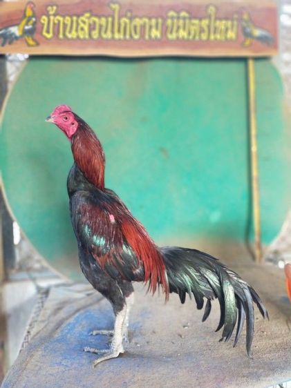 ไก่เชิงสายสามเอี่ยว