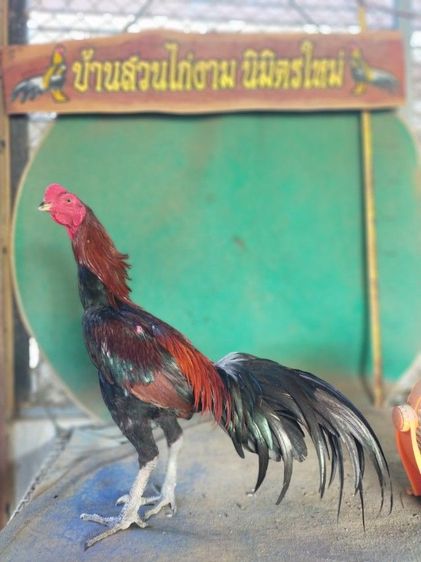 ไก่เชิงสายสามเอี่ยว รูปที่ 2