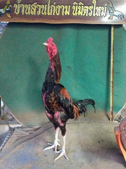 ไก่เชิงสายสามเอี่ยว รูปที่ 4