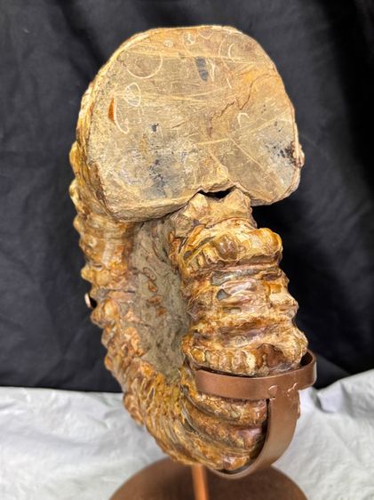 แอมโมไนต์ รูปที่ 3