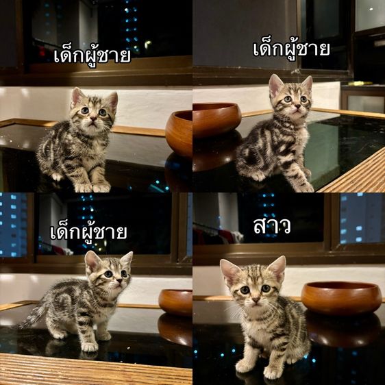 American Shorthair Kitten