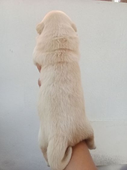 หาบ้านไห้ลูกลาบราดอร์ รูปที่ 3