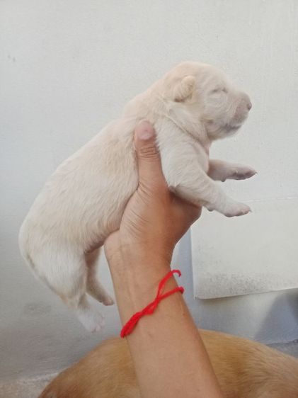 หาบ้านไห้ลูกลาบราดอร์ รูปที่ 5