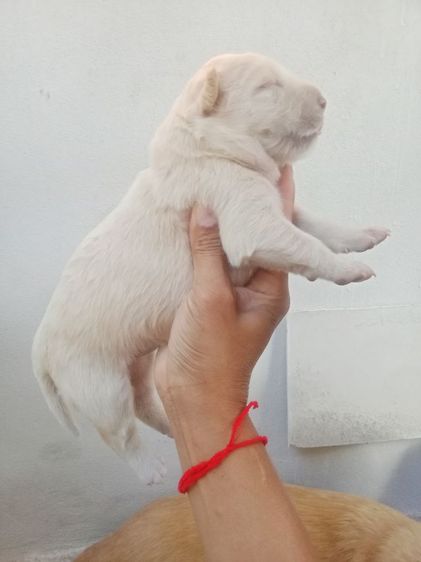 หาบ้านไห้ลูกลาบราดอร์ รูปที่ 4