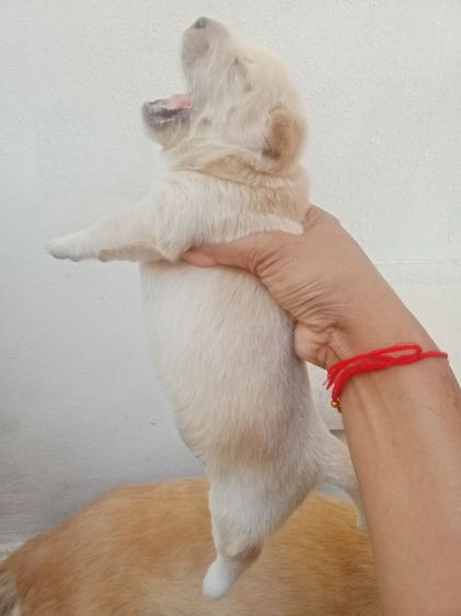 หาบ้านไห้ลูกลาบราดอร์ รูปที่ 8