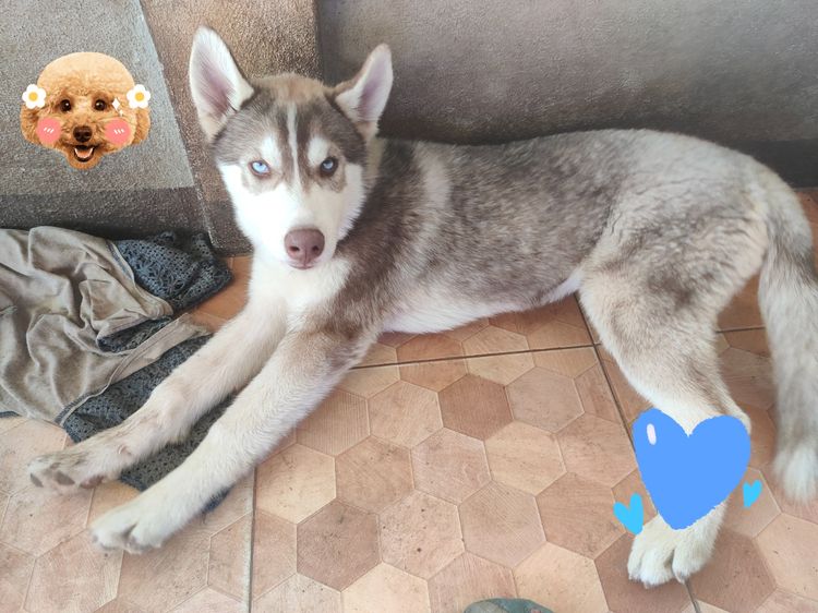 ไซบีเรียนอายุ4เดือนเพศผู้เพศเมีย รูปที่ 4