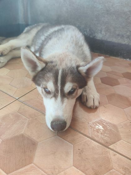 ไซบีเรียนอายุ4เดือนเพศผู้เพศเมีย