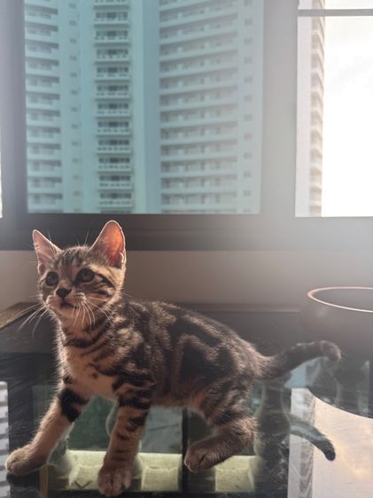 American shorthair  รูปที่ 9