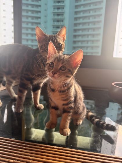 American shorthair  รูปที่ 8