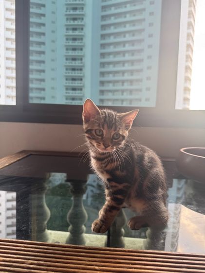 American shorthair  รูปที่ 7
