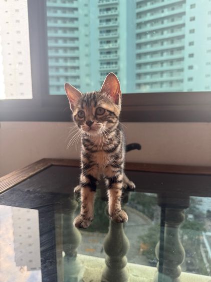 American shorthair  รูปที่ 4