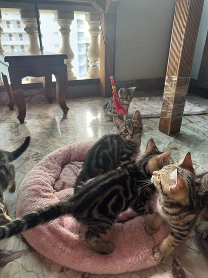 American shorthair 