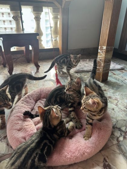 American shorthair  รูปที่ 2