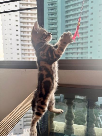 American shorthair  รูปที่ 3