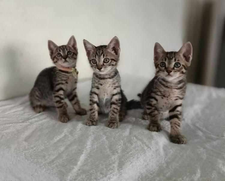 สก็อตติช พร้อมย้าย แบ่งเลี้ยง