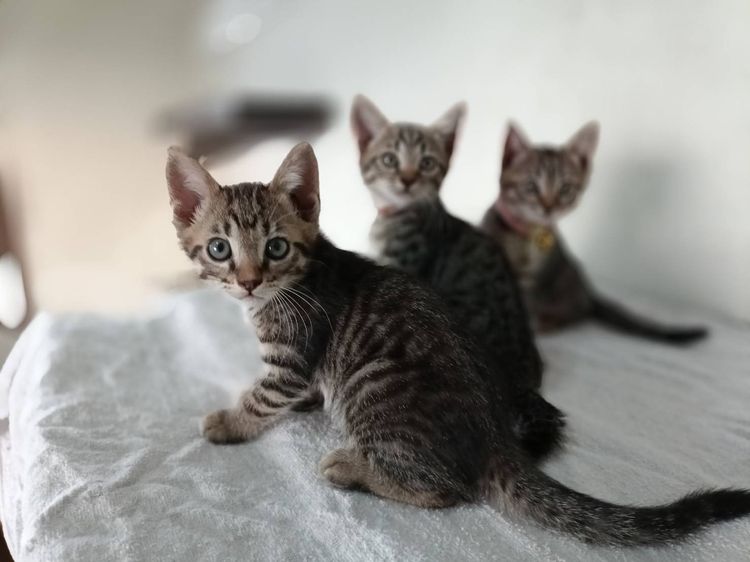 สก็อตติช พร้อมย้าย แบ่งเลี้ยง รูปที่ 2