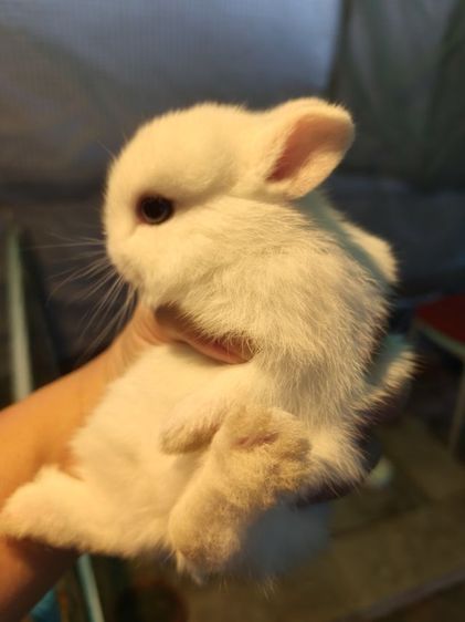 ลูกกระต่าย nd รูปที่ 11
