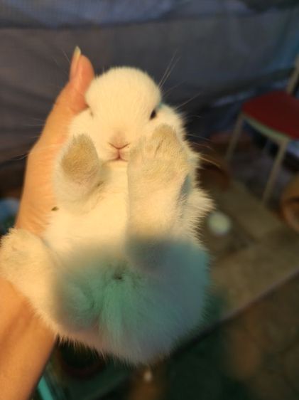 ลูกกระต่าย nd รูปที่ 8