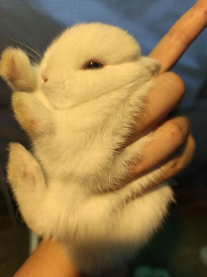 ลูกกระต่าย nd รูปที่ 7