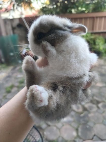 ลูกกระต่าย nd