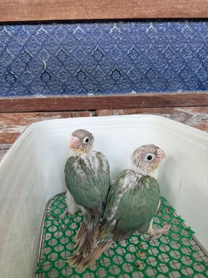 ลูกป้อนกรีนชีค