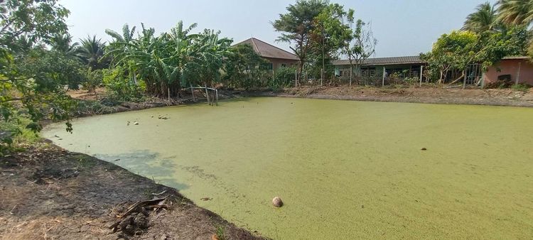 ขายที่ดินสวนผลไม้ 388 ตร.ว. ซอยร่วมใจพัฒนา หนองนกไข่ กระทุ่มแบน สมุทรสาคร รูปที่ 2