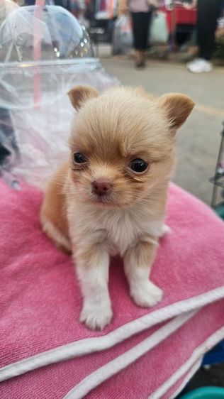 ซื้อขายน้องหมาพันธ์เล็ก