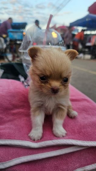 ซื้อขายน้องหมาพันธ์เล็ก รูปที่ 3