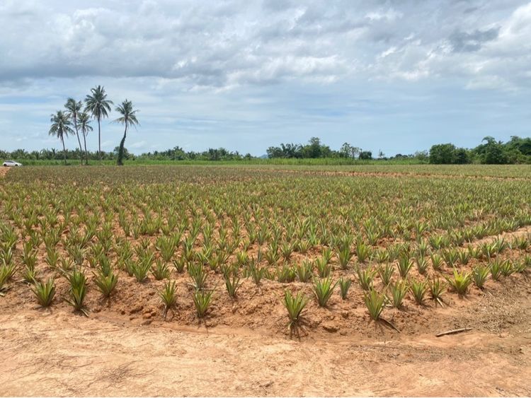 ใช่ ขายด่วนที่ดิน 8 ไร่ (เจ้าของขาย เองน้ำไม่ท่วม แบ่งจ่ายได้ ราคารวมโอน) รูปที่ 2