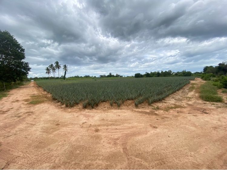 ใช่ ขายด่วนที่ดิน 8 ไร่ (เจ้าของขาย เองน้ำไม่ท่วม แบ่งจ่ายได้ ราคารวมโอน) รูปที่ 4