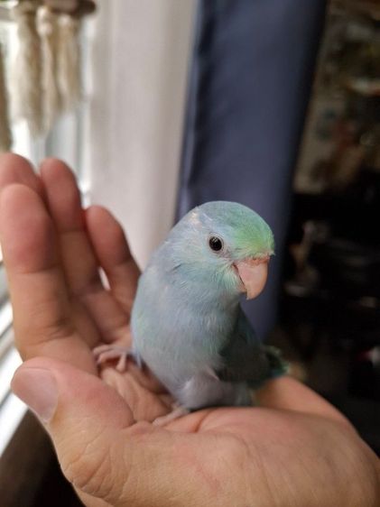 ฟอพัสฝึกเชืองเพศเมีย2เดือน