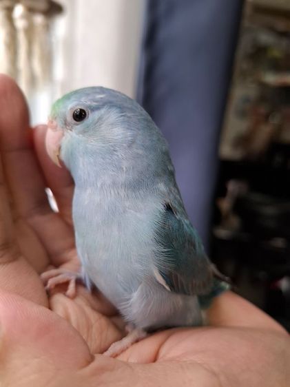 ฟอพัสฝึกเชืองเพศเมีย2เดือน รูปที่ 3