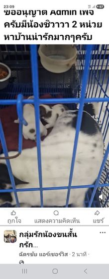 ชิวาวา (Chihuahua) เล็ก สุนัข
