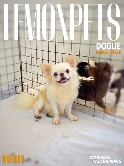 ชิวาวา (Chihuahua) เล็ก พ่อพันธุ์ชิวาวารับผสม