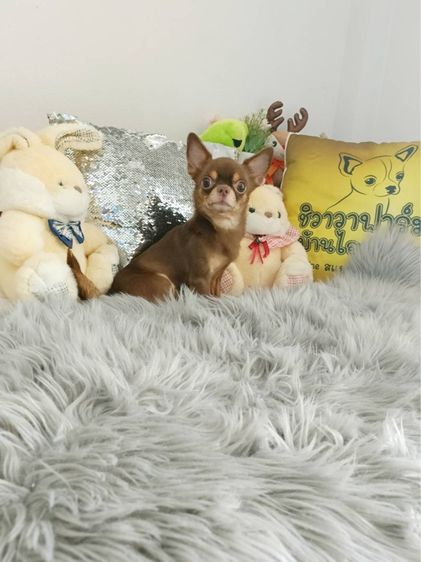 พ่อพันธุ์ชิวาวารับผสม รูปที่ 5