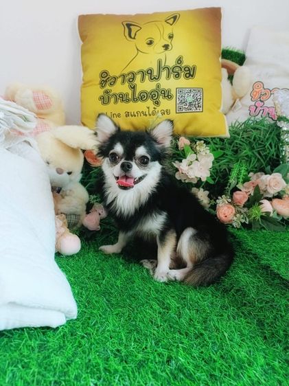 พ่อพันธุ์ชิวาวารับผสม รูปที่ 4