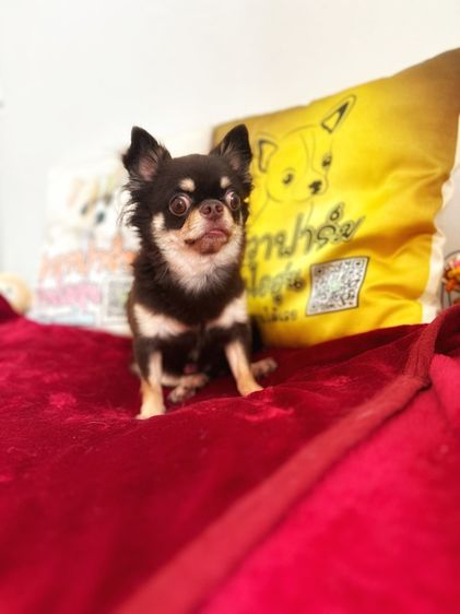 พ่อพันธุ์ชิวาวารับผสม รูปที่ 3