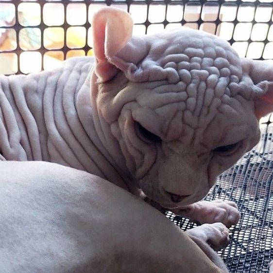sphynx พ่อพันธ์ผสมเก่งค่ะ รูปที่ 2