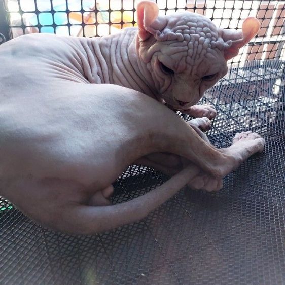 sphynx พ่อพันธ์ผสมเก่งค่ะ