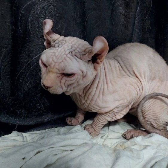 sphynx พ่อพันธ์ผสมเก่งค่ะ รูปที่ 3