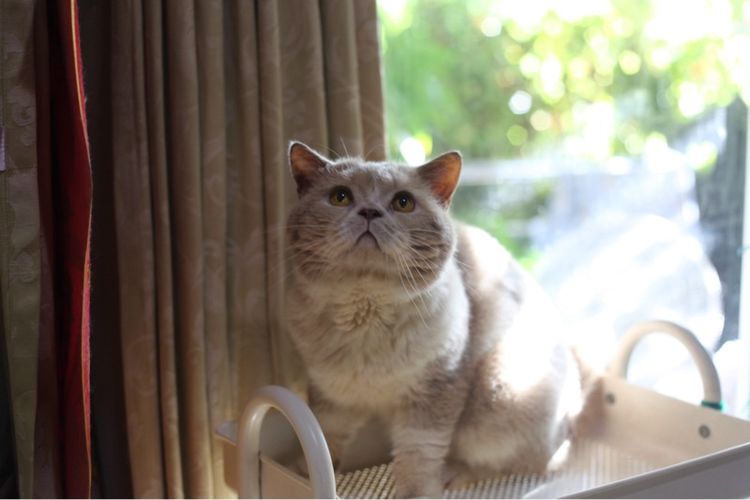 แมวหิมาลายันบริติชแท้ รูปที่ 6