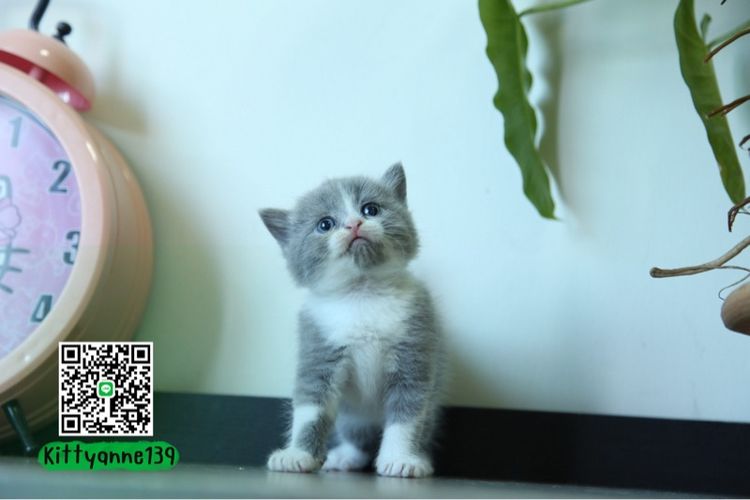 แมวหิมาลายันบริติชแท้ รูปที่ 4