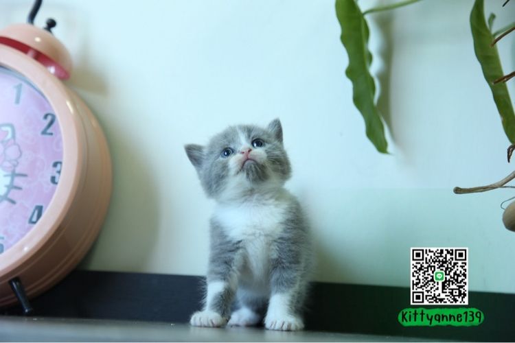 แมวหิมาลายันบริติชแท้ รูปที่ 3