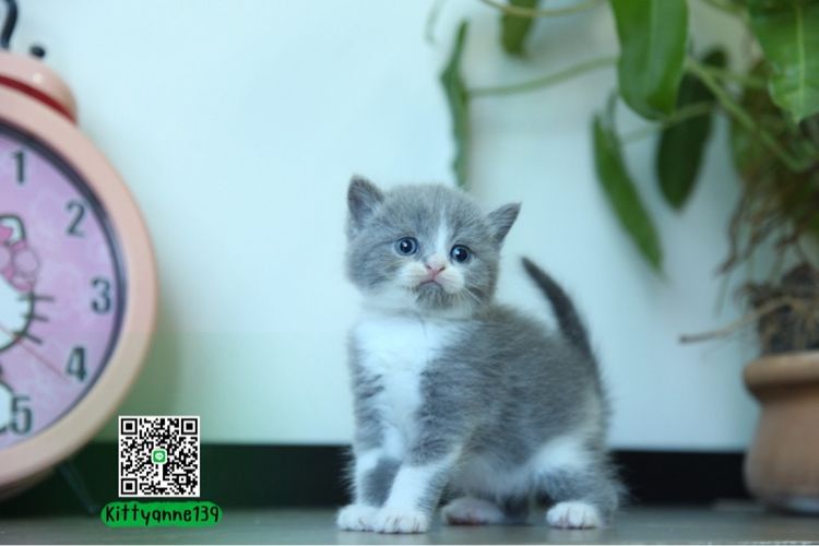 แมวหิมาลายันบริติชแท้ รูปที่ 2